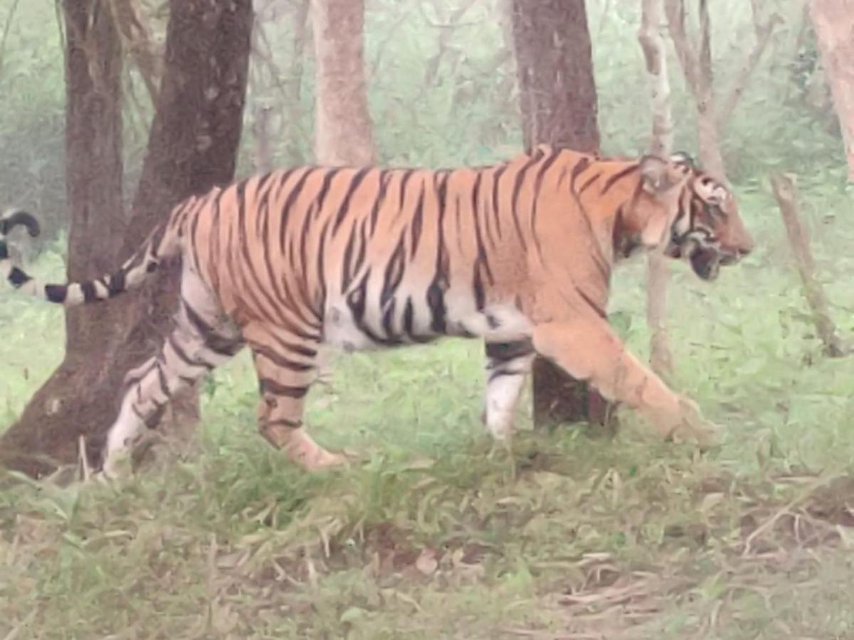 Cosmic Connect Trails Kabini Antharasanthe Экстерьер фото